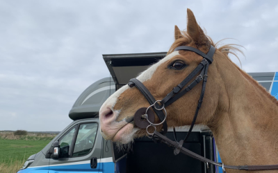 Safety First – Horse’s Hearing