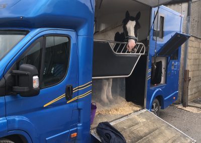 Dark Blue Aeos and horse